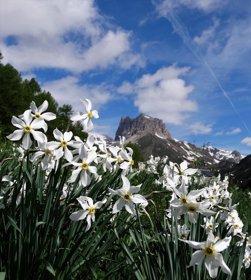 Narcisi in Valle Stretta - Liliana La